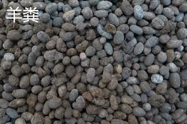 大棚韭菜对肥料需求不高，那应该如何科学施肥以保证产量和品质？大棚韭菜专用肥有哪些特点？插图2