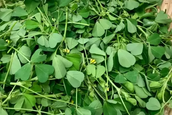 一二年生草本植物金花菜，还有哪些你不知道的？插图1