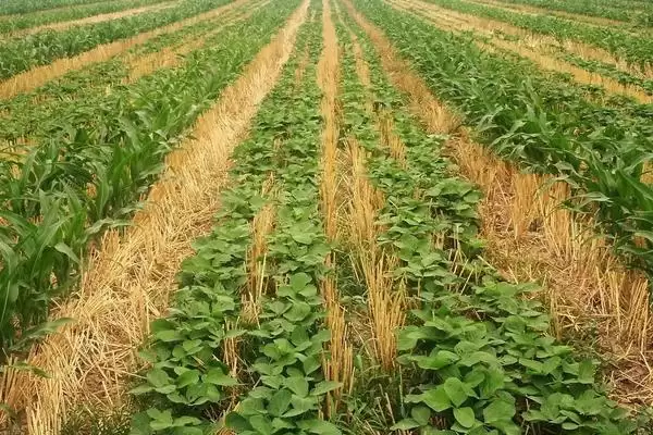 佳豆33大豆种子，高肥力地块20000株的种植密度合理吗？插图3