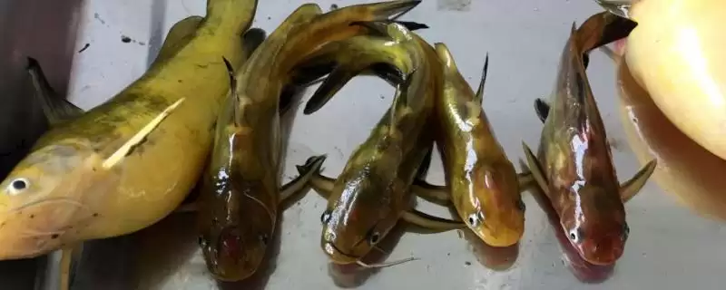 用鸡肝和鸭肠作饵料、采用底钓法钓黄颡鱼,效果究竟如何?插图 用鸡肝和鸭肠作饵料、采用底钓法钓黄颡鱼,效果究竟如何?插图