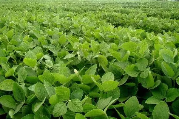 高抗大豆灰斑病的吉科豆12大豆种子，抗病机制是怎样的呢？插图2