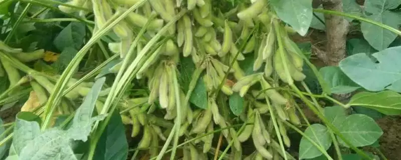 赤豆三号大豆种子,还有哪些尚未被发掘的特点和种植优势等待我们去了解?插图 赤豆三号大豆种子,还有哪些尚未被发掘的特点和种植优势等待我们去了解?插图