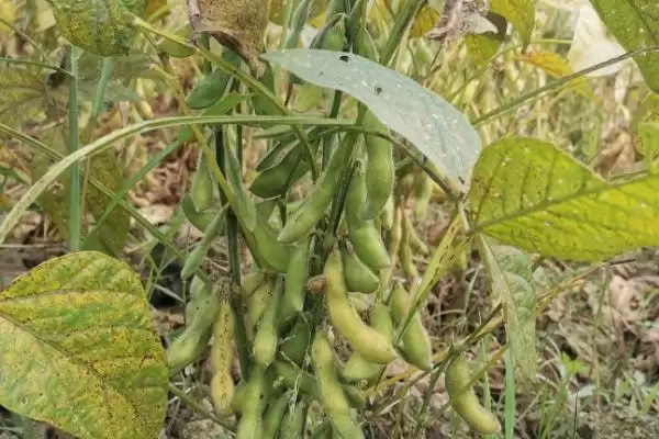 东豆1201大豆种子，如何有效防治大豆蚜虫和食心虫以保证产量？插图2