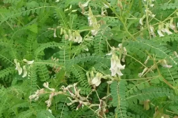 黄芪每年6-8月开花，花期的养护要点有哪些？插图2