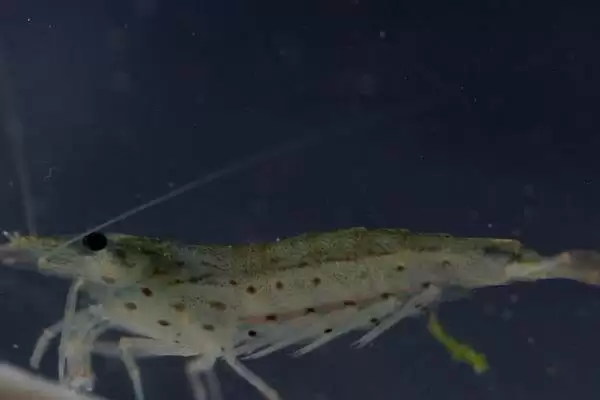 草虾养殖时白天少喂、晚上多喂的依据是什么？草虾的养殖还有哪些喂养技巧？插图4