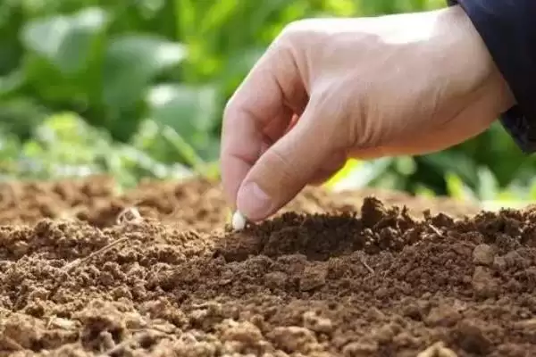 夏播甘蓝选在7月下旬左右种植，这与甘蓝的生长习性有何关系？甘蓝的种植方法还有哪些？插图4