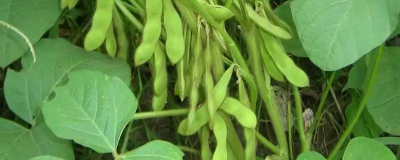 中抗大豆花叶病毒病7号株系的冀豆1258大豆种子,还有哪些特点?插图 中抗大豆花叶病毒病7号株系的冀豆1258大豆种子,还有哪些特点?插图