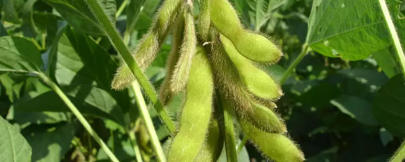红研15号大豆种子，选择中等以上肥力地块种植的必要性是什么？-会东网