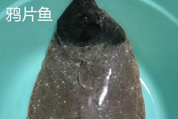 黄尾鲽鱼为何生长于加拿大深海海域？深海环境对其有何影响？插图2