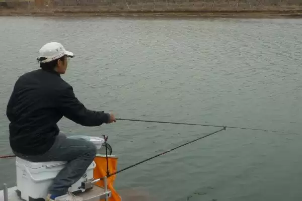 夏季为何全天均可钓鲢鳙？钓鲢鳙的适宜时间还受哪些因素影响？插图1