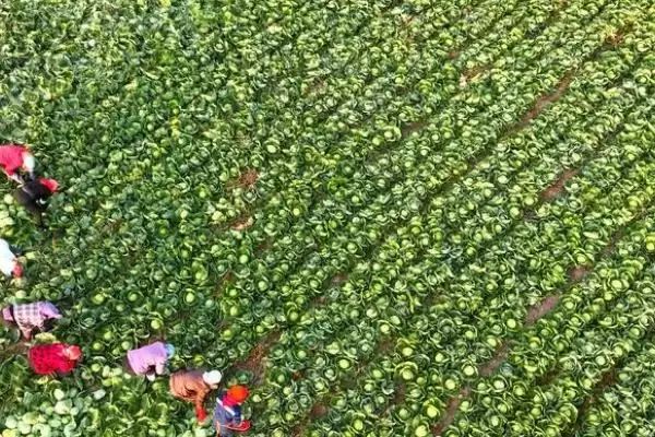 夏播甘蓝选在7月下旬左右种植，这与甘蓝的生长习性有何关系？甘蓝的种植方法还有哪些？插图9