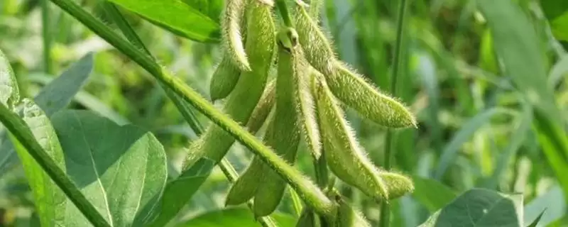 丰豆6号大豆种子，适宜播期为6月10～25日，这个播期是根据什么确定的？-会东网