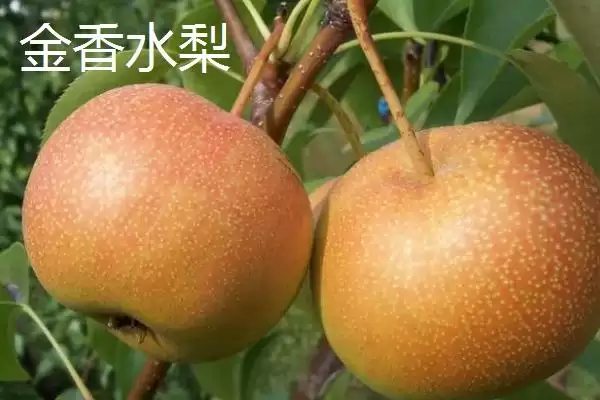 黑龙江牡丹江市的响水大米驰名中外,是什么造就了它的高品质?插图13 黑龙江牡丹江市的响水大米驰名中外,是什么造就了它的高品质?插图13