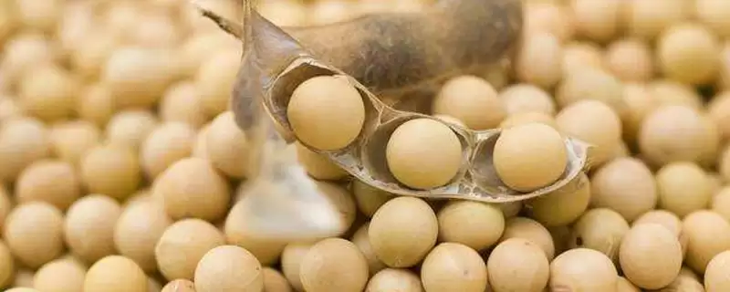 垦丰23大豆种子,选择中等以上肥力地块种植的必要性是?-会东网