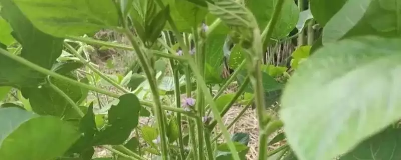 中早熟品种吉育308大豆品种，表现如何？-会东网