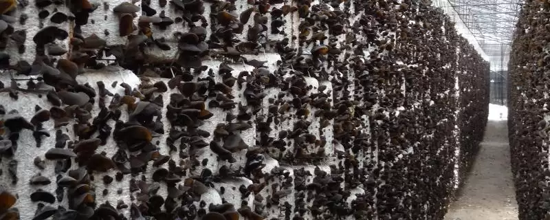 黑龙江牡丹江市的响水大米驰名中外,是什么造就了它的高品质?插图 黑龙江牡丹江市的响水大米驰名中外,是什么造就了它的高品质?插图