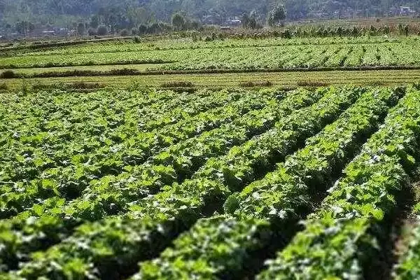 刀豆选择排水良好的砂壤土种植为佳，这与刀豆的生长习性有什么关系？刀豆的种植技术还有哪些要点？插图2