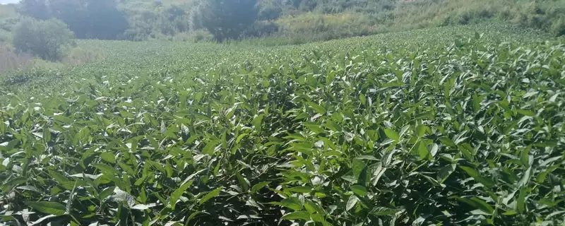属中熟夏大豆品种的菏豆16号大豆种子，中熟夏大豆的市场需求特点有哪些？-会东网
