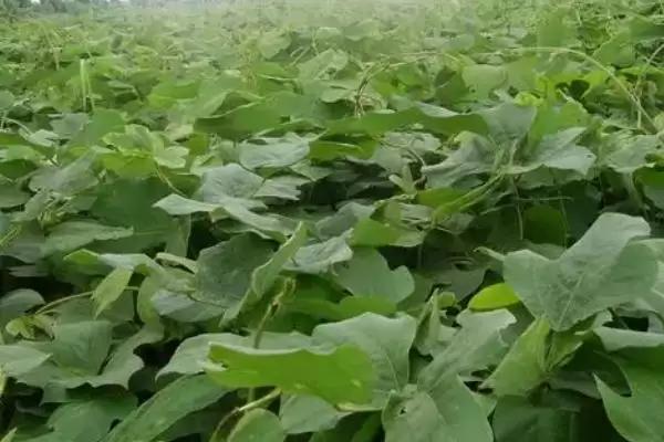菜用葛根种植前景广阔，到底是哪些因素造就的？插图2