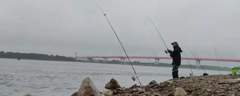 钓淡水鲳鱼首选荤饵,荤饵的哪些特点吸引了淡水鲳鱼?钓淡水鲳鱼还有哪些饵料选择?插图 钓淡水鲳鱼首选荤饵,荤饵的哪些特点吸引了淡水鲳鱼?钓淡水鲳鱼还有哪些饵料选择?插图