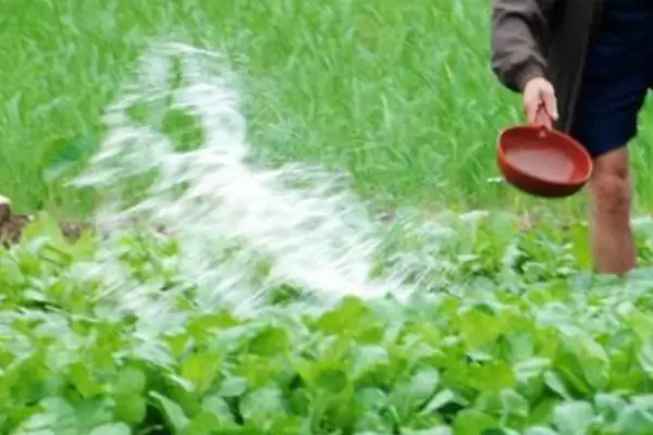 刀豆选择排水良好的砂壤土种植为佳，这与刀豆的生长习性有什么关系？刀豆的种植技术还有哪些要点？插图3