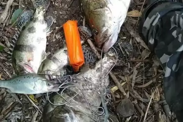 一天中凌晨和傍晚鳜鱼比较活跃，这与鳜鱼的生活习性有何关系？钓鳜鱼什么时间较合适还有哪些影响因素？插图1