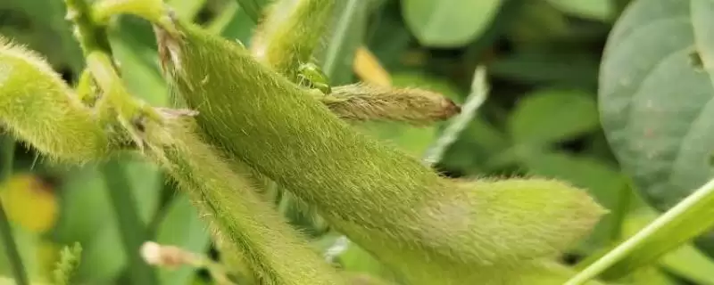 佳豆33大豆种子，高肥力地块20000株的种植密度合理吗？-会东网