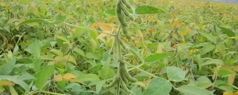 亚有限结荚习性的华菜豆1号大豆种子，亚有限结荚习性有哪些特点？-会东网