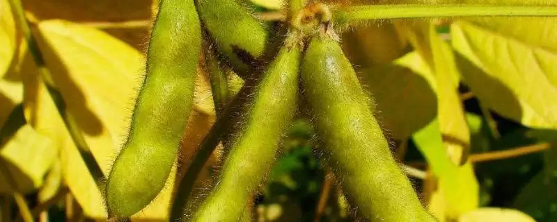 合丰50大豆品种，生育期间根据长势情况适当追肥的依据是什么？-会东网