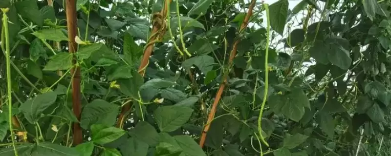 豆角和豇豆为何是同一种作物?它们在不同地区的称呼和种植习惯有何差异?插图 豆角和豇豆为何是同一种作物?它们在不同地区的称呼和种植习惯有何差异?插图