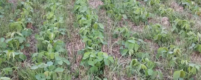 垦豆39大豆种子，选择中等肥力地块种植的原因是？-会东网