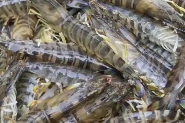 斑节对虾为何一般栖息于浅海海域?其产地还有哪些特点?插图3 斑节对虾为何一般栖息于浅海海域?其产地还有哪些特点?插图3