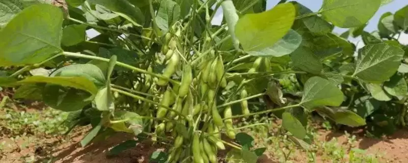 垦豆43大豆种子，在适应区5月上中旬播种有什么好处？-会东网
