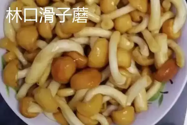 黑龙江牡丹江市的响水大米驰名中外,是什么造就了它的高品质?插图12 黑龙江牡丹江市的响水大米驰名中外,是什么造就了它的高品质?插图12