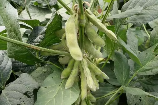 嘉科1号大豆种子，适宜播期为6月10～20日的原因是什么？插图3