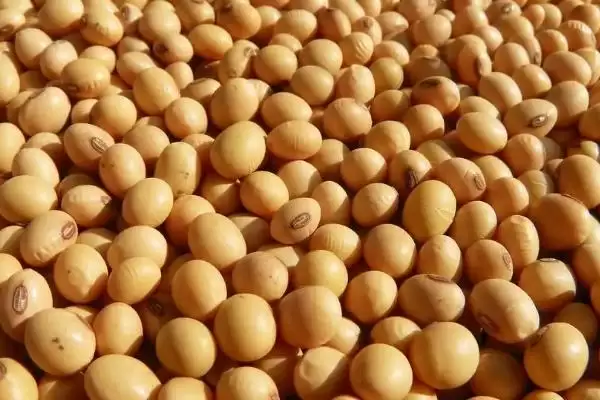 东豆1201大豆种子，如何有效防治大豆蚜虫和食心虫以保证产量？插图1