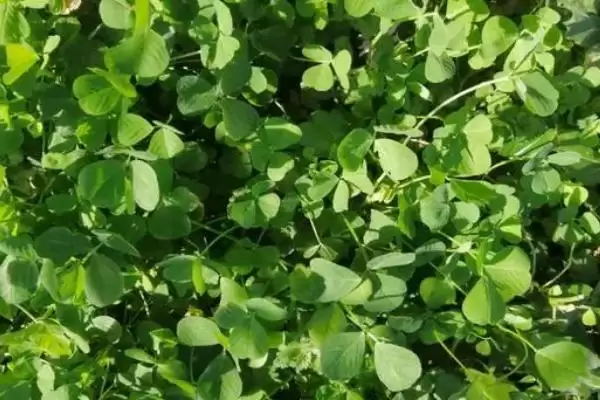 一二年生草本植物金花菜，还有哪些你不知道的？插图3