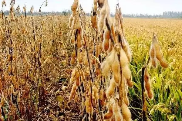 出苗至成熟128天的吉农28大豆种子，这期间的生长特点有哪些？插图1