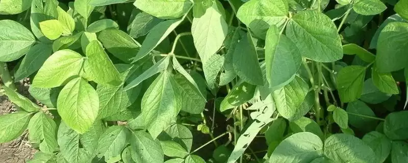阜豆15大豆种子,在适宜播期内种植,对其生长和发育有哪些积极影响?插图 阜豆15大豆种子,在适宜播期内种植,对其生长和发育有哪些积极影响?插图