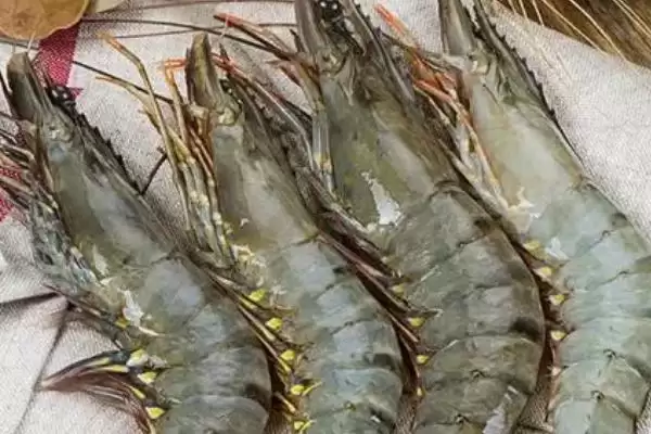 斑节对虾为何一般栖息于浅海海域?其产地还有哪些特点?插图2 斑节对虾为何一般栖息于浅海海域?其产地还有哪些特点?插图2