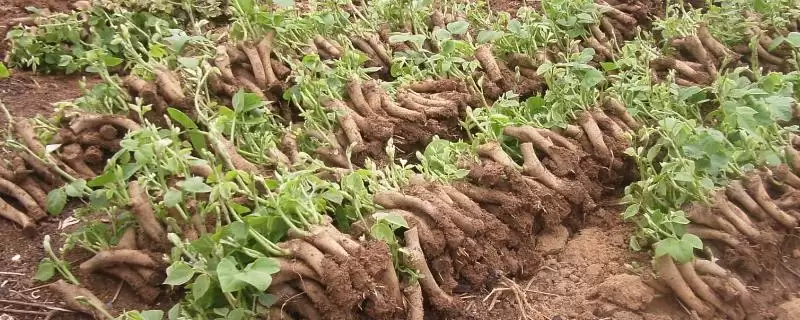 菜用葛根种植前景广阔，到底是哪些因素造就的？-会东网
