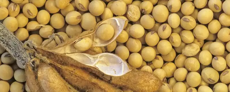 贡夏豆10号大豆种子，区试夏播全生育期平均142天，这个生育期有什么特点？-会东网