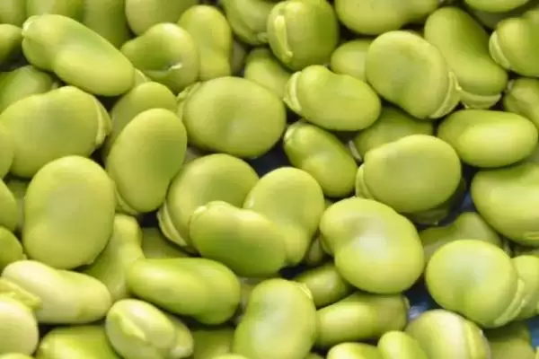 蚕豆和豌豆采收后怎样贮藏才好？低温冷藏是关键吗？插图3