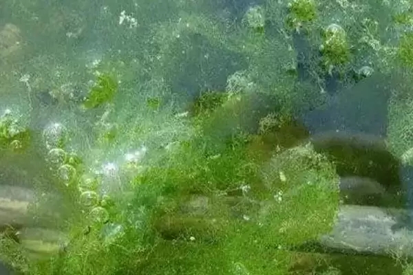 晴天上午投放草虾苗有什么好处？草虾的养殖技术还有哪些关键步骤和注意事项？插图2
