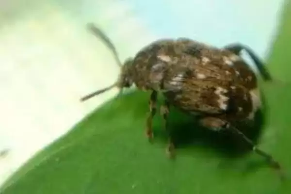 蚕豆象究竟如何危害蚕豆？会直接食害豆粒的真相是？插图2
