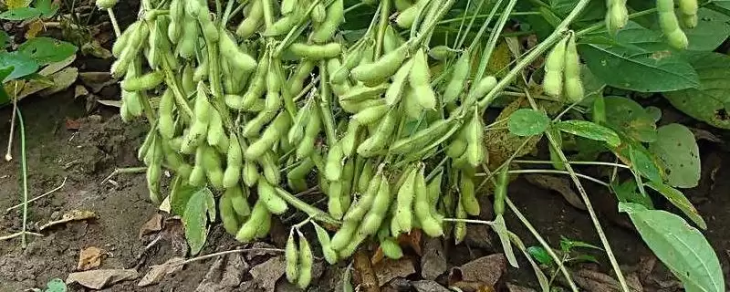 晋科13号大豆种子，亩播种量3～5千克有何依据？-会东网