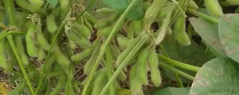 早熟品种的海研豆6号大豆种子，早熟特性对种植和销售有何优势？-会东网