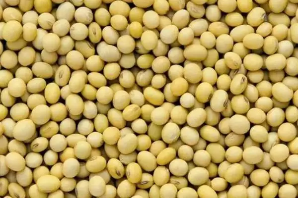 中熟品种的吉黑8号大豆种子，中熟阶段的管理要点有哪些？插图3
