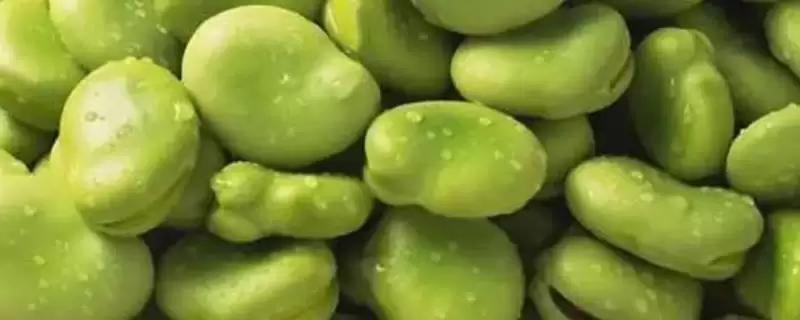 蚕豆和豌豆采收后怎样贮藏才好？低温冷藏是关键吗？-会东网