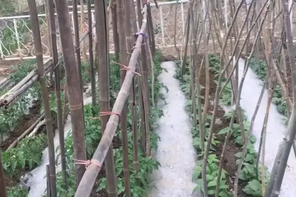 刀豆选择排水良好的砂壤土种植为佳，这与刀豆的生长习性有什么关系？刀豆的种植技术还有哪些要点？插图5
